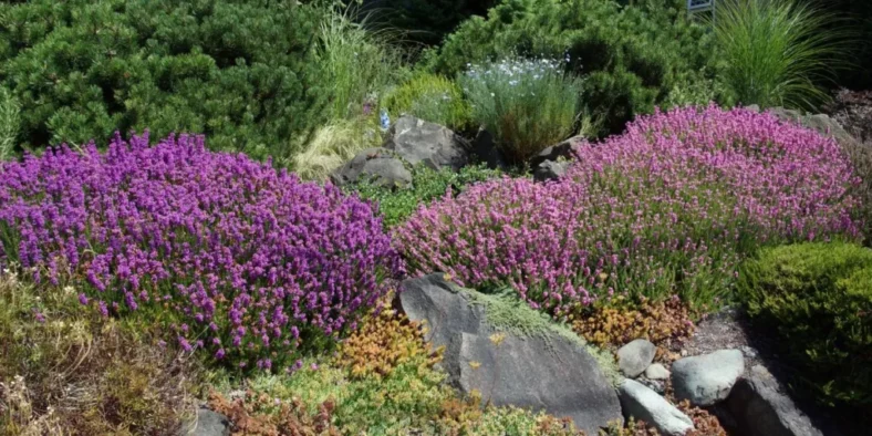 What Are the Most Drought-Tolerant Plants for Summer?